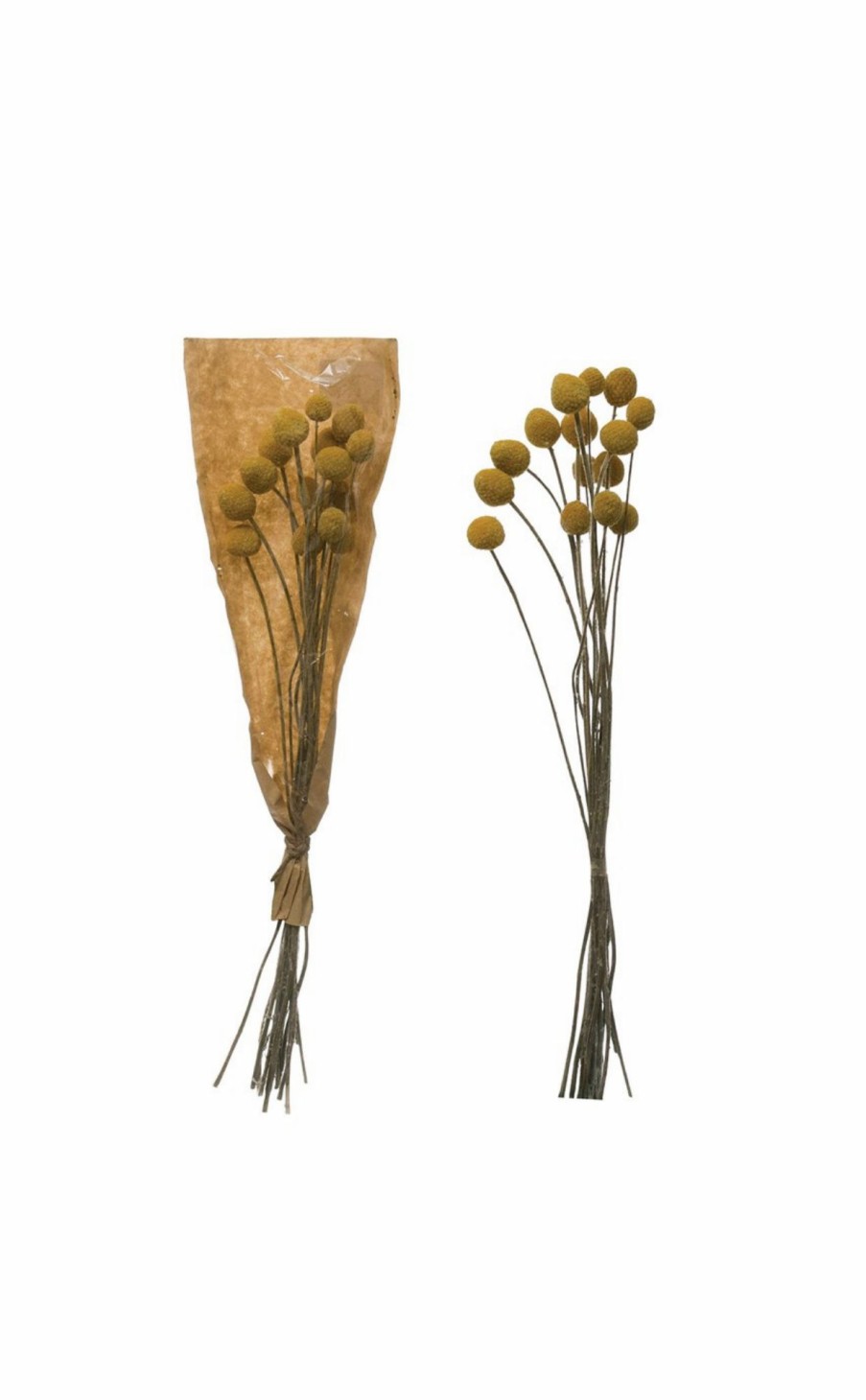 Accessories * | Dried Natural Craspedia Bunch Best-Selling