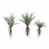 Accessories * | Faux Fern With Exposed Roots New In